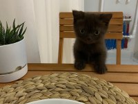 British Shorthair Gri Kedimiz