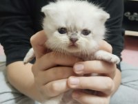 Rezerveye Açık Scottish Fold Yavrularımız