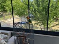 Ful evcil 1.5 yasında caique papağanı