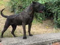 2.5 Yaşında Dişi Presa Canario