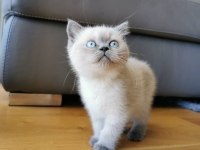 British shorthair yavruları