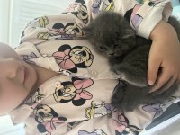 En Safkan Kediler Ömürlük Yuvasına Gidiyor!