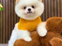 Orijinal güler yüzlü show kalite pomeranian köpeğimiz