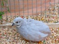 Minyatür çin bıldırcını takım, civciv, yumurta