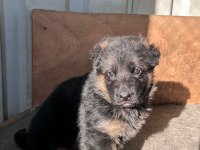 Safkan alman kurdu yavruları