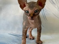 17 Temmuz Doğumlu Sfenks Yavrular