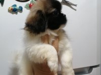 Pekinez dişi yavrumuz