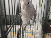 Konuşan Yavru Sultan Papağanı