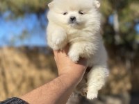 Sağlık Ve Irk Garantili Pomeranian Yavrularımız