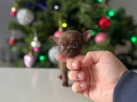 Mini Xs Elma Kafa Dişi Erkek Chihuahua Bebeklerimiz