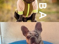 Koca Kafa Mavi Göz Erkek Köpekler