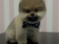 3 Aylık Pomeranian