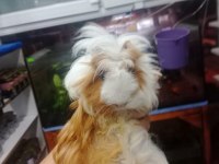 Prehistoricpets Garantisi İle Guinea Pig