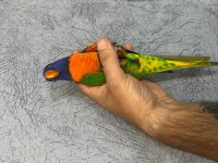 Oyun Hamuru Üst Düzey Lori Papağanı