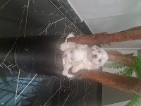 Tuvalet Eğitimli Karbeyaz Lekesiz Maltese Minnaklarım