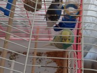 1 Yaşında 1 Dişi Ve 1 Erkek Muhabbet Kuşu