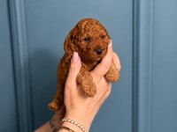 Toy Poodle Yavru Erkek