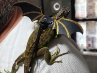 Çipli Evraklı İguana