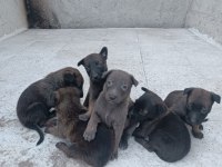 Sağlam kan belçika malinois yavruları