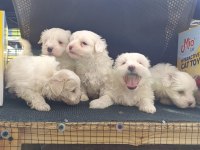 A Kalite Maltese Bebekler