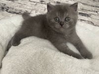 A Kalite Tuvalet Eğitimli Yavru Kediler