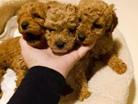 Red Toy Poodle Yavrular
