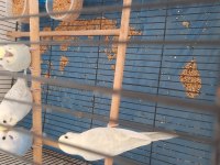 Yavru Ele Alıştırmalık Rainbow Muhabbet Kuşu