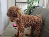 Red brown toy poodle