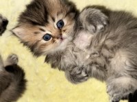 Teslime Hazır İran Kedisi Bebeklerimiz