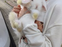 Beyaz Hollanda Lop Tavşan Yavrular