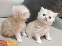 2 Aylık Erkek-Dişi İran Kediler