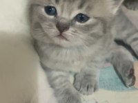 British Ve Scottish Fold Yavru Kediler