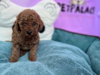 Red Brown Toy Poodle Bebekler