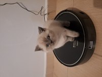 British Yavrularımız Teslime Hazır