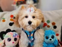 Orjinal Toy Maltipoo Yavrular