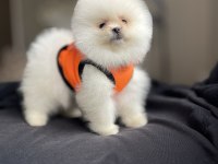 Ayı Surat Pomeranian Boo Köpekler