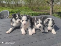 Mavi Göz Kızıl Siyah Beyaz Husky Bebek Köpekler