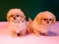 Sevgililer Gününe Özel A Kalite Pekinez Bebeklerimiz