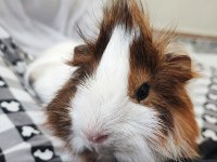 Gayet Sağlıklı Guinea Pig