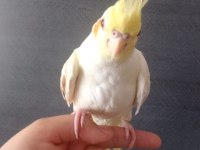 Sultan Papağanı Lutino Kırmızı Göz