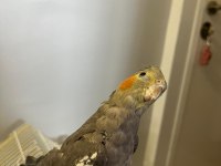 Eğitimli Yavru Ele Kola Gelen Dişi Sultan Papağanı
