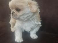 Pekinez Bebek Köpeğimiz