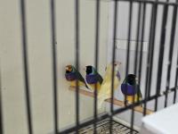 Goldian Finch (Gökkuşağı İspinozu)