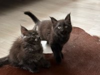 Koleksiyonluk Dev Maine Coon Black Smoke Yavrular