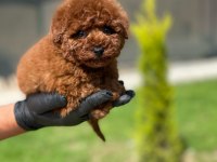 Ev Ortamında Doğup Büyüyen Toy Poodle Yavrularımız