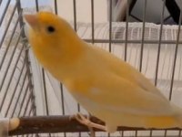 Alman kalitesi tabanca gibi harz roller ötüm kanaryaları