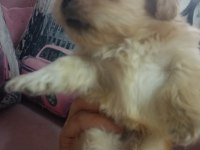 İki Adet Pekinez Erkek