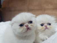 Çok Sevimli Safkan Exotic Amerikan Kedisi