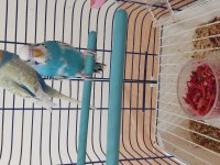 Genç Çift Muhabbet Kuşları