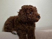 Red Brown Toy Poodle Yakışıklı Erkek